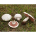Мицелий Шампиньона лугового/ Шампиньон обыкновенный (Agaricus campestris)
